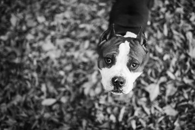 Close-up portrait of dog