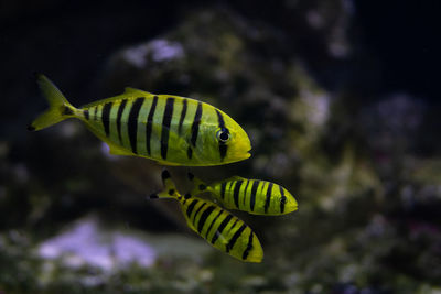 Close-up of striped fish swimming undersea