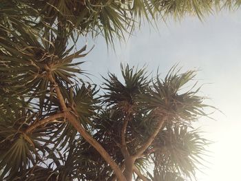 Low angle view of tree against sky