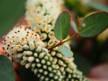 Close-up of flowering plant