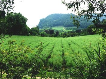 Scenic view of green landscape