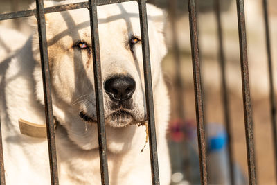 Portrait of dog in cage