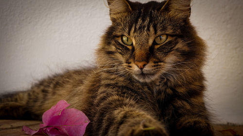 Close-up portrait of a cat at home