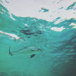 Low angle view of fish swimming in sea