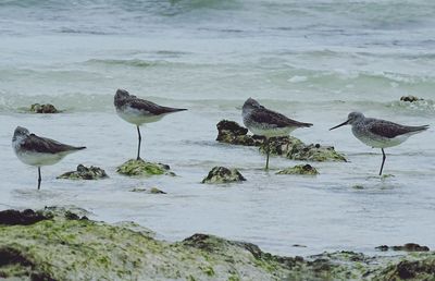 Seagulls perching on rock in sea