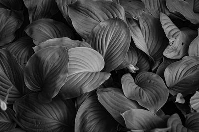 Full frame shot of plants