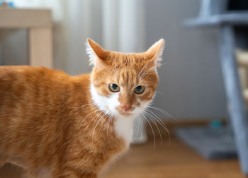 mammal
