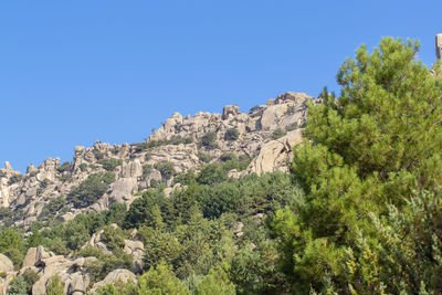 Low angle view of trees and plants against clear blue sky