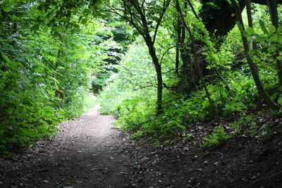 Trees in forest