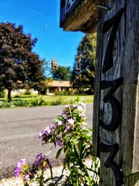 Close-up of flowers against clear sky