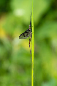 Close-up of insect on plant