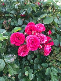 High angle view of rose bouquet