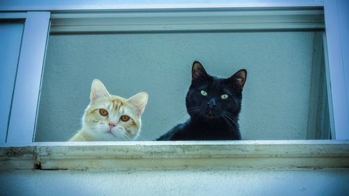 Portrait of cat sitting on window