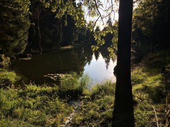 Reflection of trees in lake