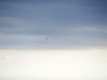 Low angle view of bird flying in sky