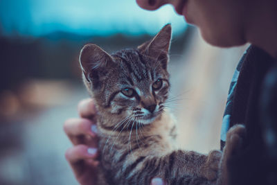 Close-up of hand holding cat