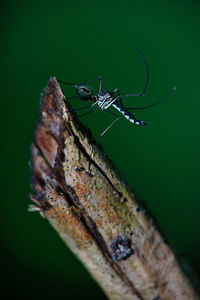 Close-up of damselfly on leaf