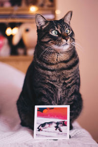 Close-up portrait of cat on table at home