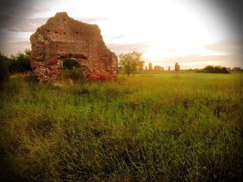 Scenic view of grassy field against sky at sunset