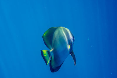 Close-up of jellyfish swimming in sea