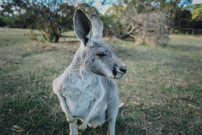 Close-up of eastern grey kangaroo on field