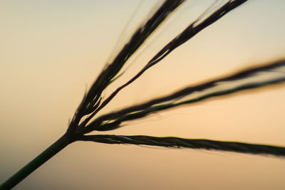 Close-up of plant