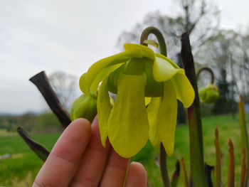 Close-up of hand holding flowering plant