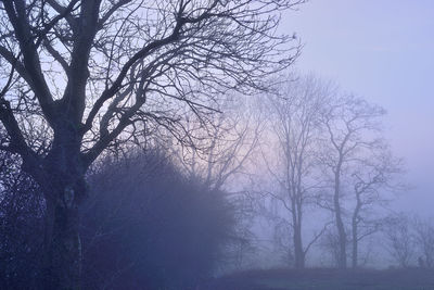 Bare trees on field in foggy weather