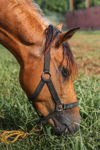 Brown horse side angle face eating grass portrait from puerto rico country side