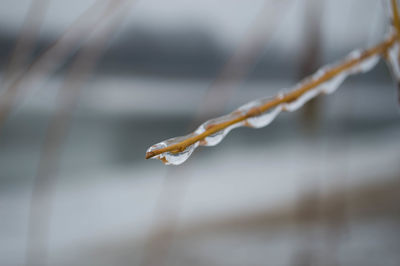 Close-up of twigs