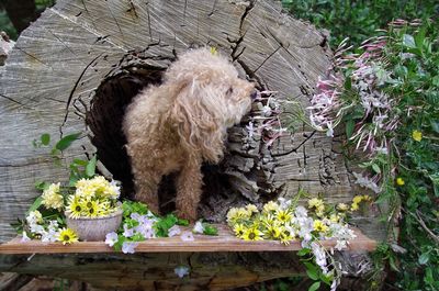 Dog by flowers on wood