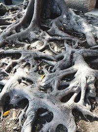 Full frame shot of tree trunk on field