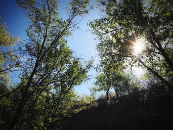 Low angle view of trees against sky