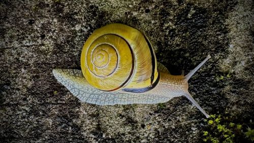 snail