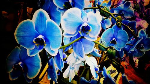 Close-up of flowers against blue sky