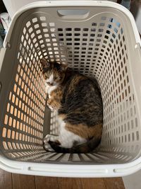 High angle view of cat sitting in basket