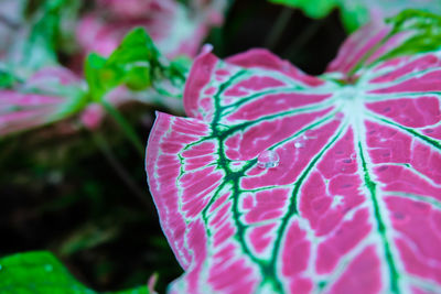 Close-up of pink flower