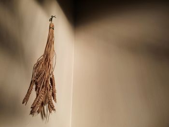 Close-up of dry bird hanging against wall