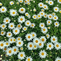 High angle view of white flowering field