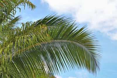 Low angle view of palm tree leaves against sky