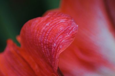 Close-up of pink flower