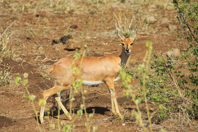 Shy gazelle looking at camera, looks like talking