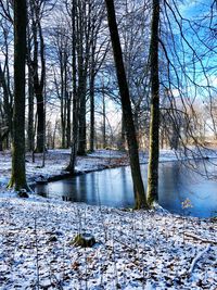 Bare trees by lake during winter