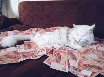 Cat lying down on bed with paper currency