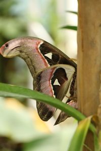 Close-up of a bird