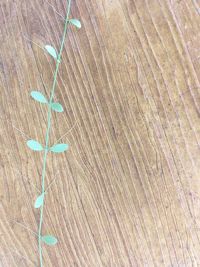 High angle view of flowering plant on field