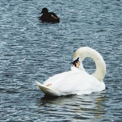 Swan swimming in lake