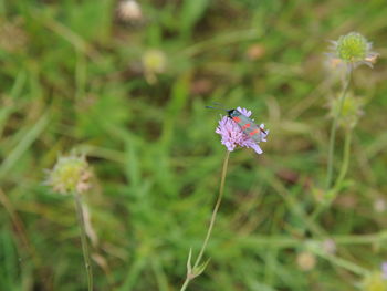 Close-up of honey bee on purple flower