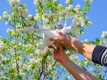 Low angle view of hand holding flowering plant against tree