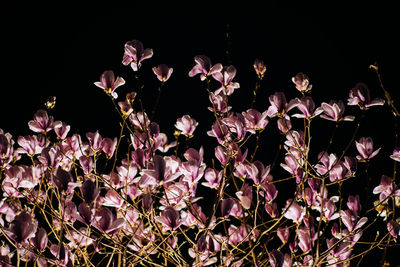 Close-up of pink flowering plants at night